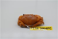 藏品(褶痕厚紋蟹)的圖片